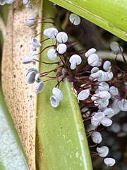 Physarum pezizoideum