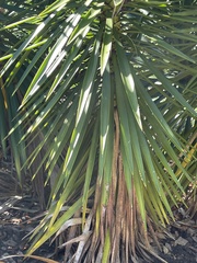 Yucca aloifolia