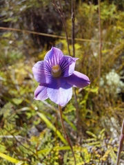 Thelymitra cyanea