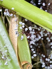 Physarum pezizoideum