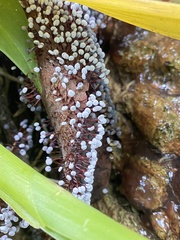 Physarum pezizoideum