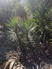 Yucca aloifolia