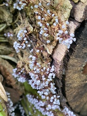 Physarum pezizoideum