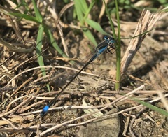 Ischnura fountaineae