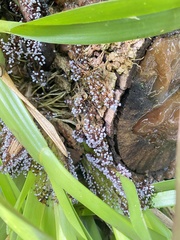 Physarum pezizoideum