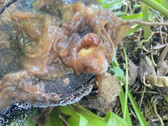 Physarum pezizoideum