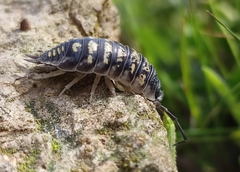 Porcellio ornatus