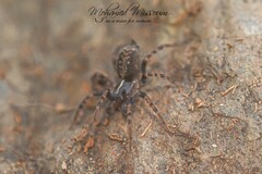 Textrix denticulata