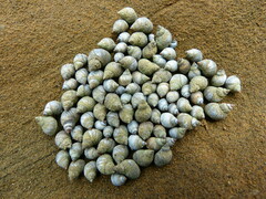 Echinolittorina aspera