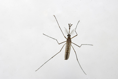 Culiseta longiareolata