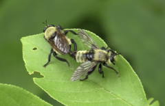 Laphria posticata