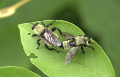 Laphria posticata
