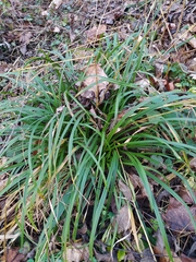 Carex sylvatica