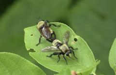 Laphria posticata