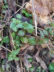 Lamium maculatum