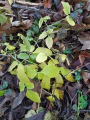 Chaerophyllum aromaticum