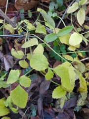 Chaerophyllum aromaticum