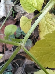 Chaerophyllum aromaticum