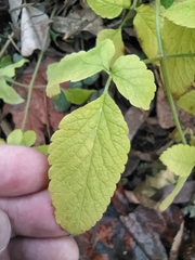 Chaerophyllum aromaticum
