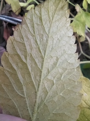 Chaerophyllum aromaticum