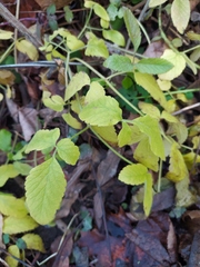 Chaerophyllum aromaticum