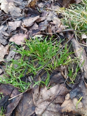 Poa annua