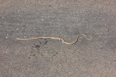 Psammophis subtaeniatus