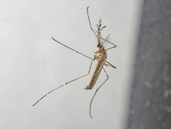 Culiseta longiareolata