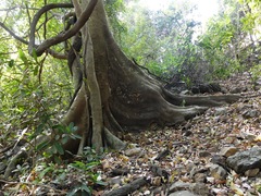 Ficus nervosa