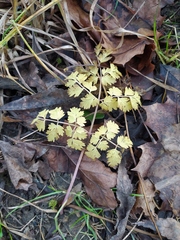 Chaerophyllum temulum