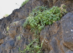 Diplotaxis gorgadensis