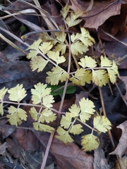 Chaerophyllum temulum