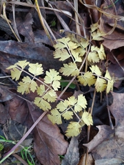 Chaerophyllum temulum