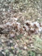 Solidago canadensis