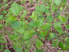 Physocarpus