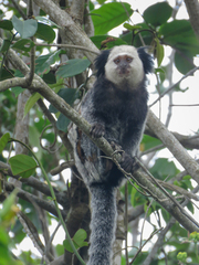 Callithrix geoffroyi