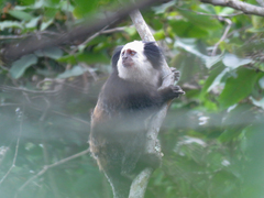 Callithrix geoffroyi