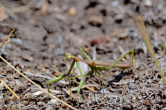 Coptopteryx gayi
