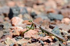 Coptopteryx gayi