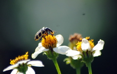 Astylus atromaculatus