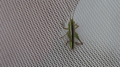 Conocephalus bilineatus