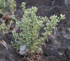 Pseudoconyza viscosa