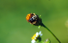 Astylus atromaculatus
