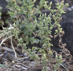 Pseudoconyza viscosa