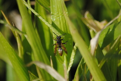 Polistes cinerascens