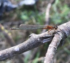 Ischnura fountaineae