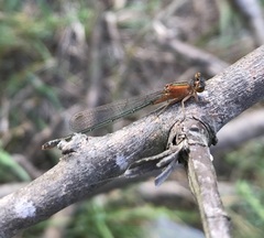 Ischnura fountaineae