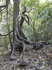 Ficus nervosa