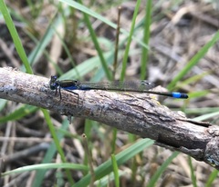 Ischnura fountaineae