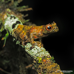Dendropsophus giesleri